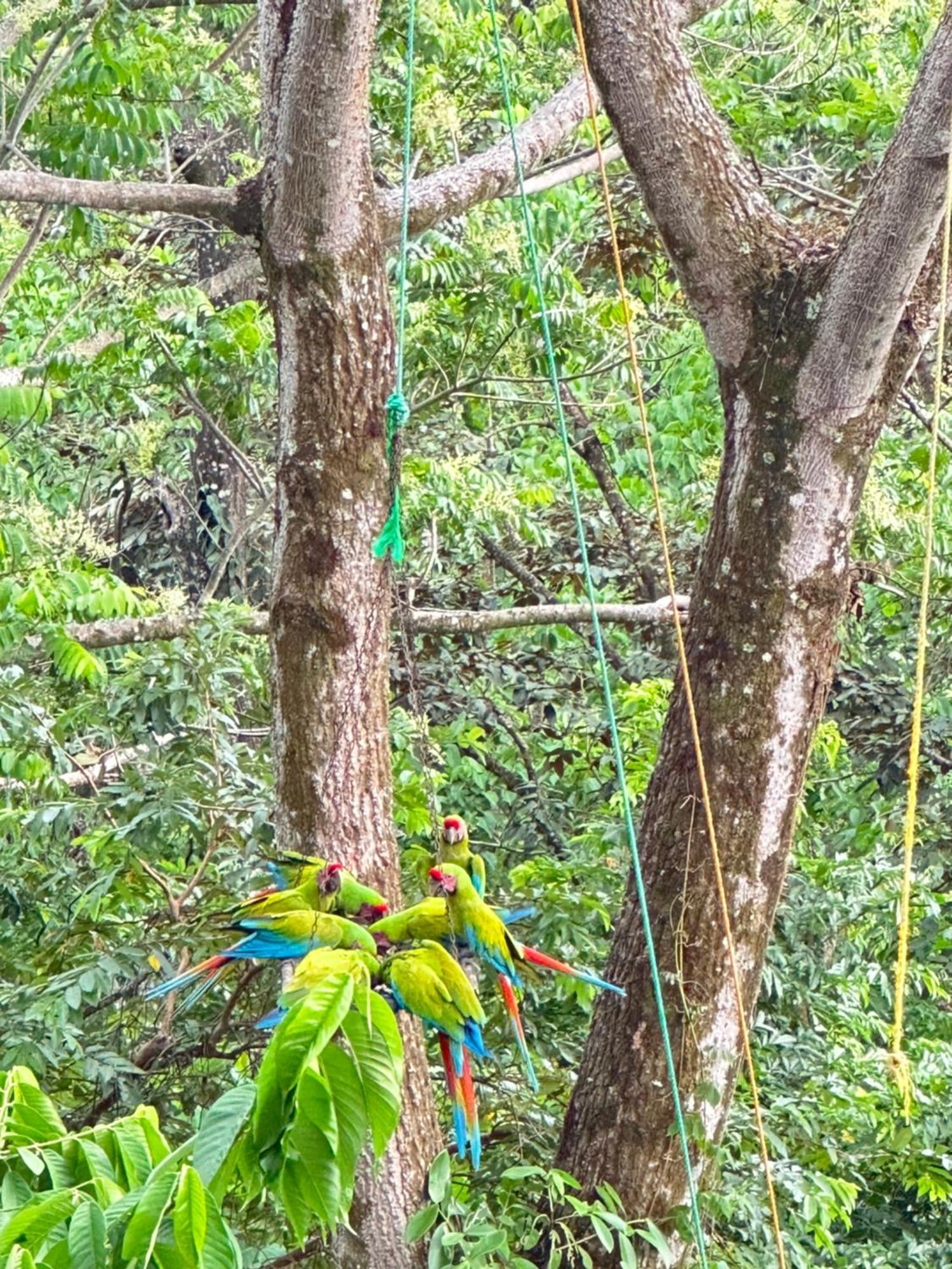 Oso Perezoso Pool Villa Puerto Viejo de Talamanca Luaran gambar